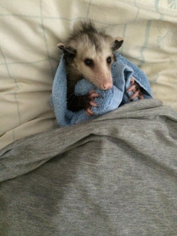 OPPOSSUM