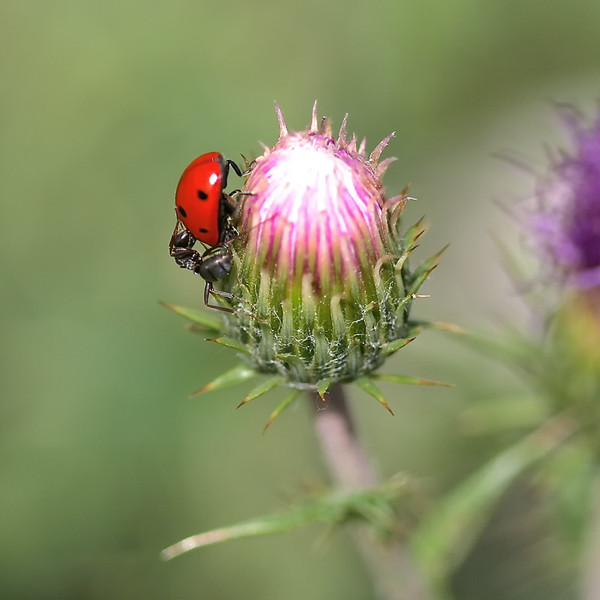 COCCINELLE