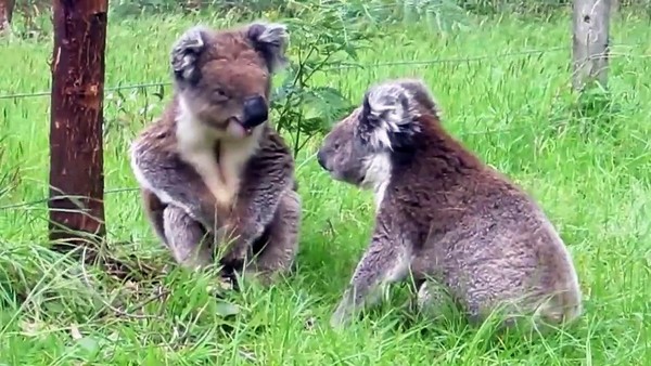 KOALAS