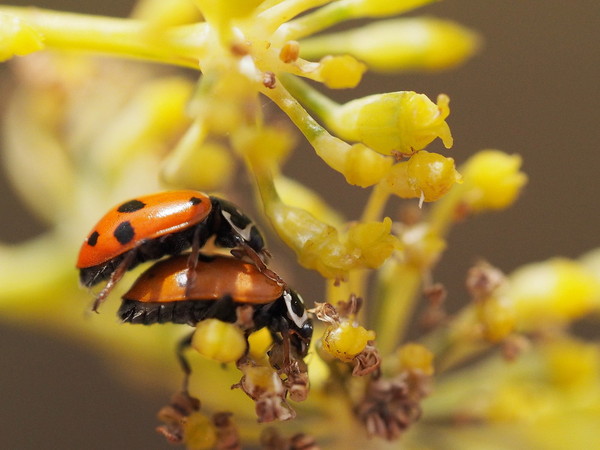 COCCINELLES