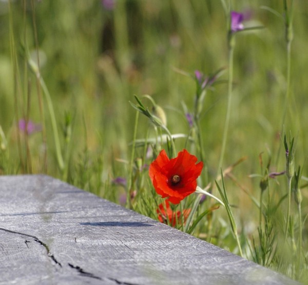 COQUELICOT