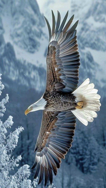 OISEAU 4