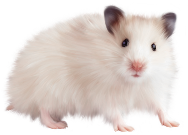 HAMSTER