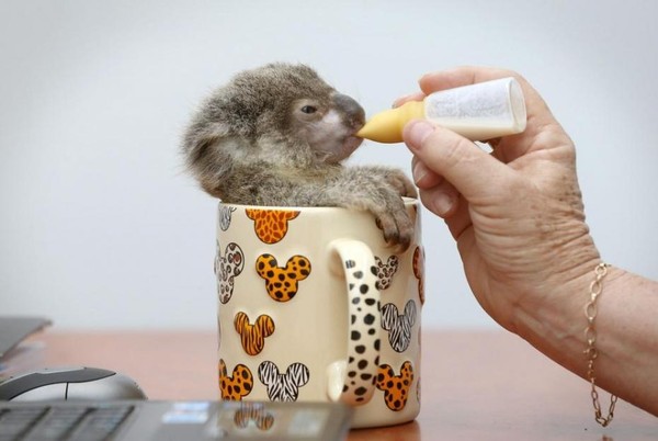 BEBE KOALA