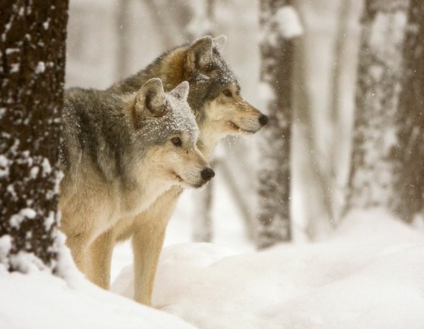 LOUPS