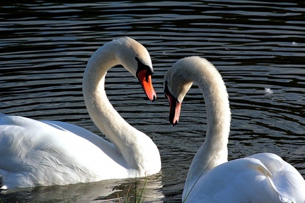 CYGNES