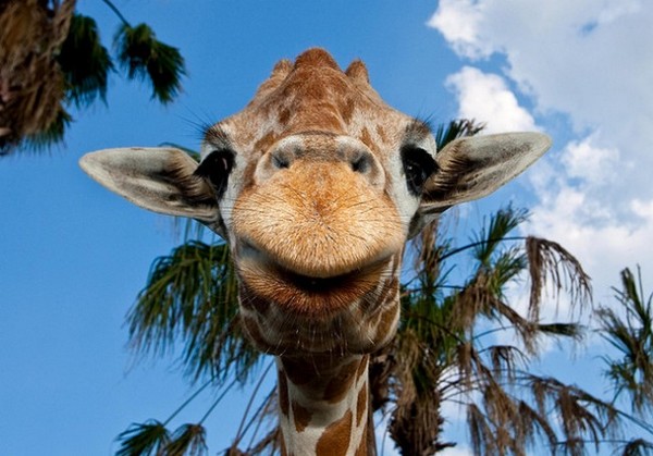 GIRAFE