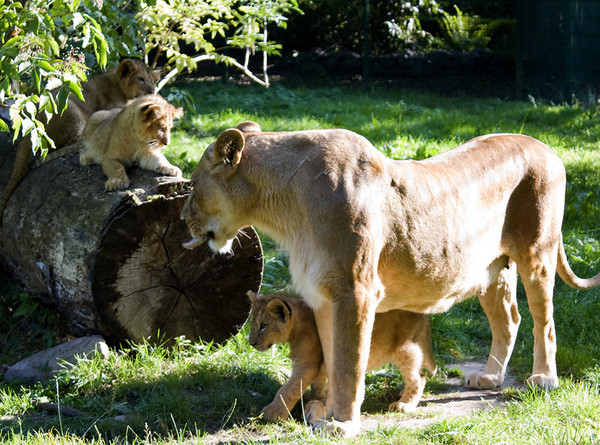 LES FELINS