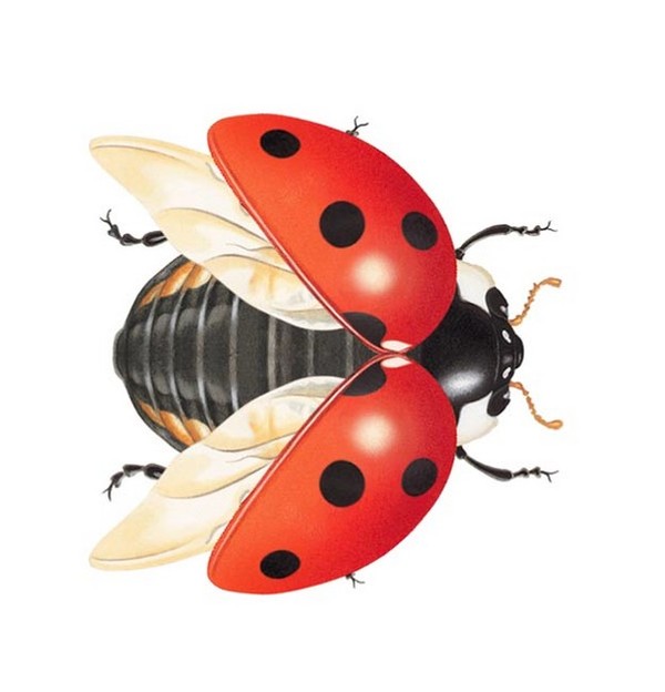 COCCINELLE