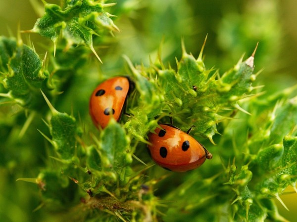 COCCINELLES