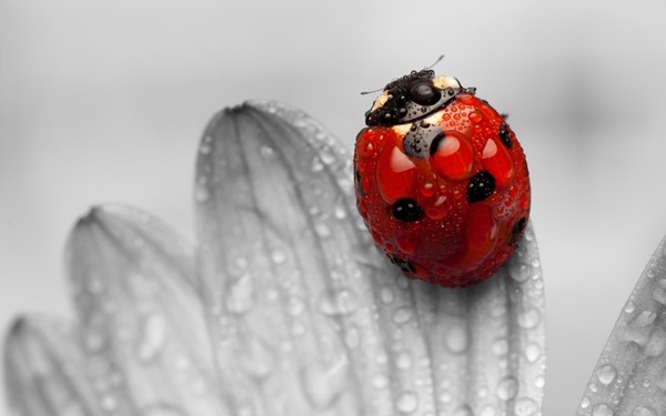 COCCINELLE