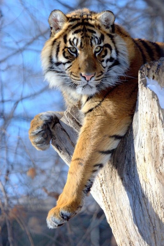 TIGRE