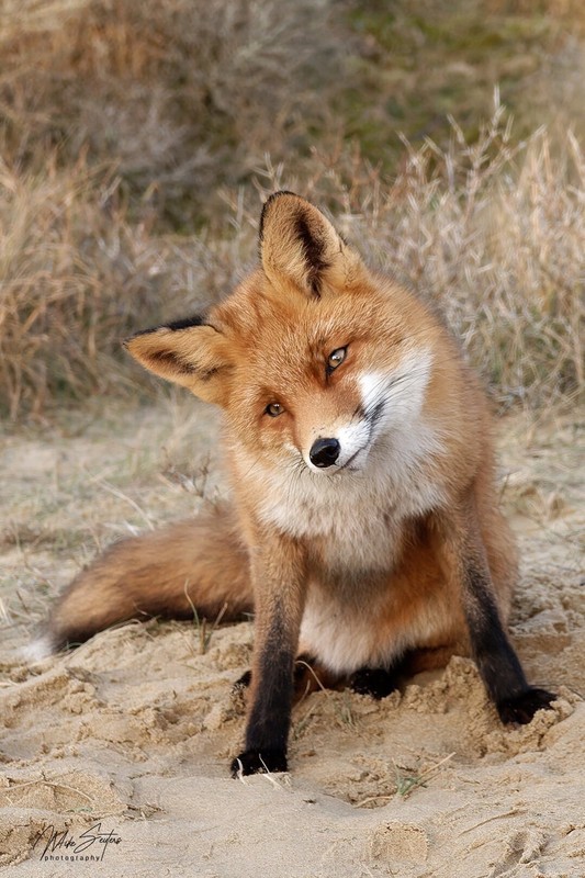 RENARD 2