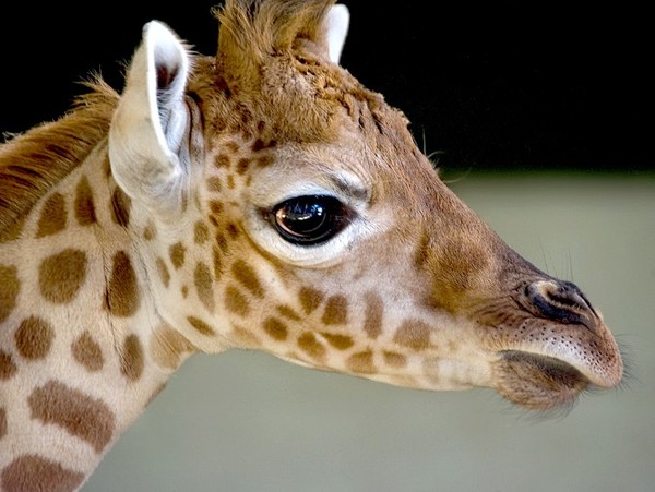 GIRAFE