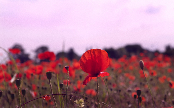 COQUELICOTS