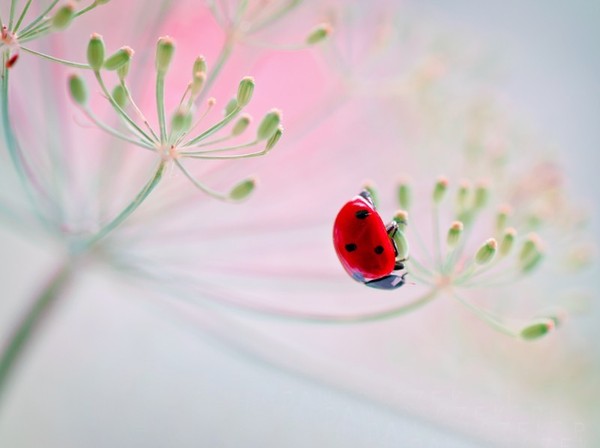 COCCINELLE