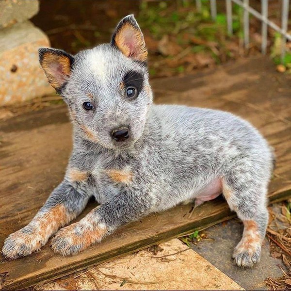 CHIEN 5