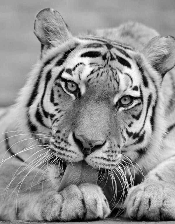 TIGRE