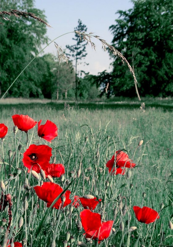 COQUELICOTS