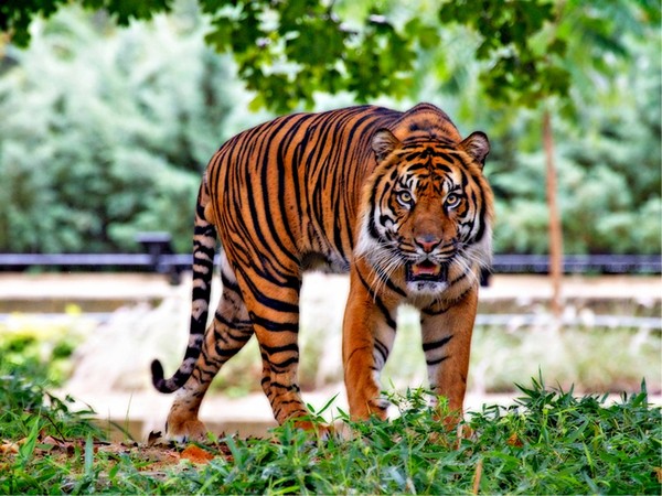 TIGRE