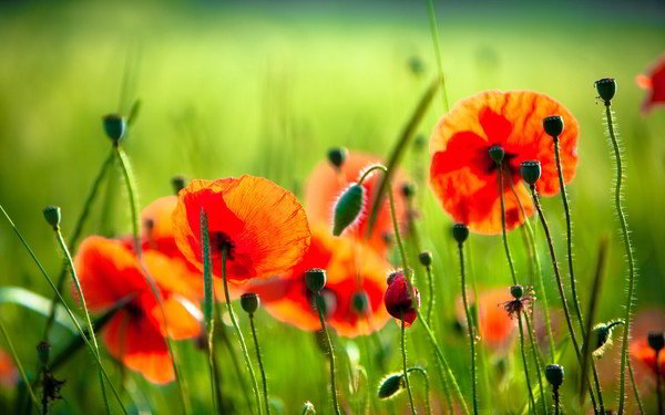 COQUELICOTS