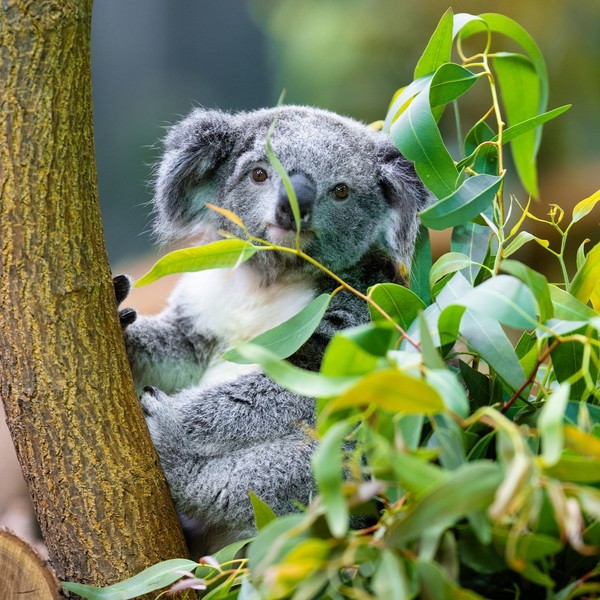 KOALA