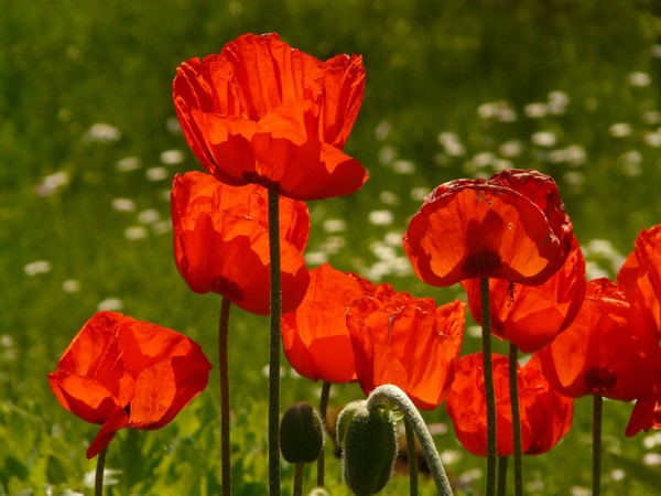 COQUELICOTS