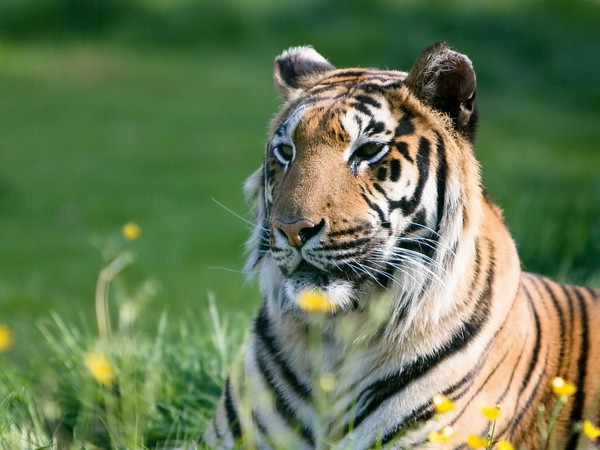 TIGRE