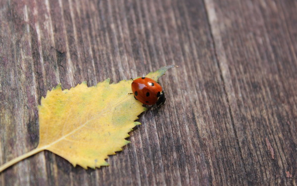 COCCINELLE