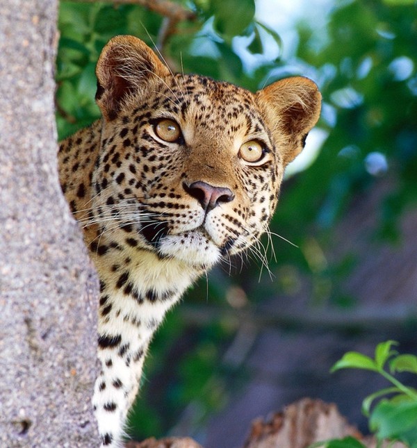 LEOPARD