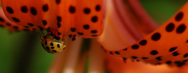 COCCINELLE