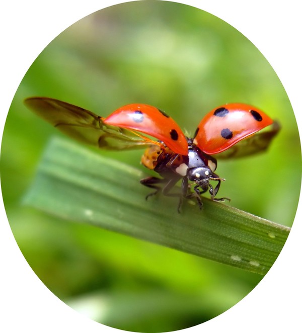 COCCINELLE