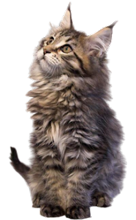 CHAT 7