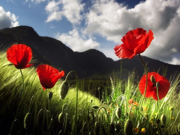 COQUELICOTS