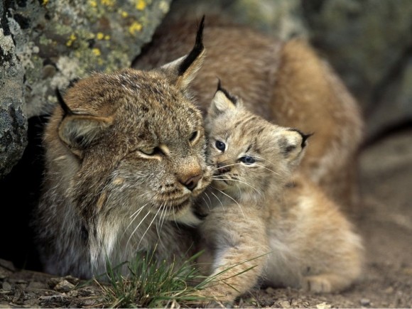 LYNX