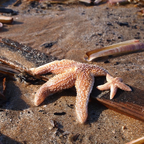 ETOILES DE MER