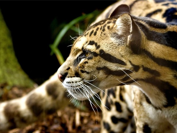 GUEPARD