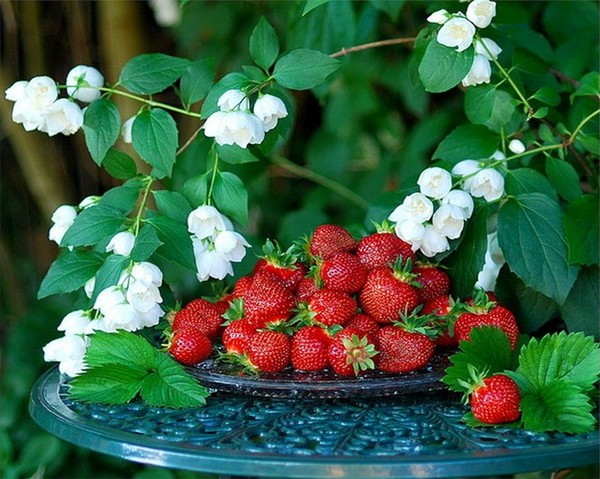 LES FRAISES