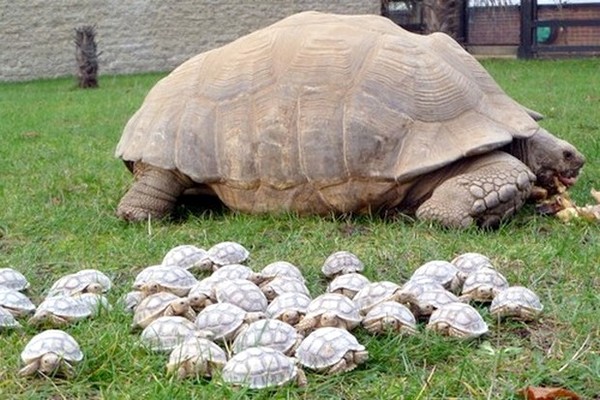 TORTUES