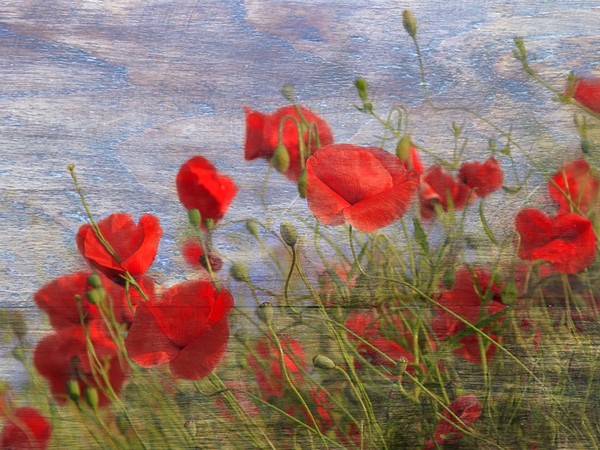 COQUELICOTS