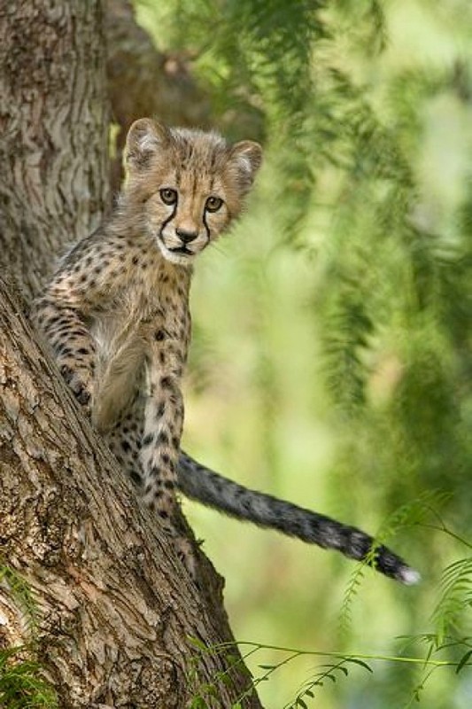 GUEPARD