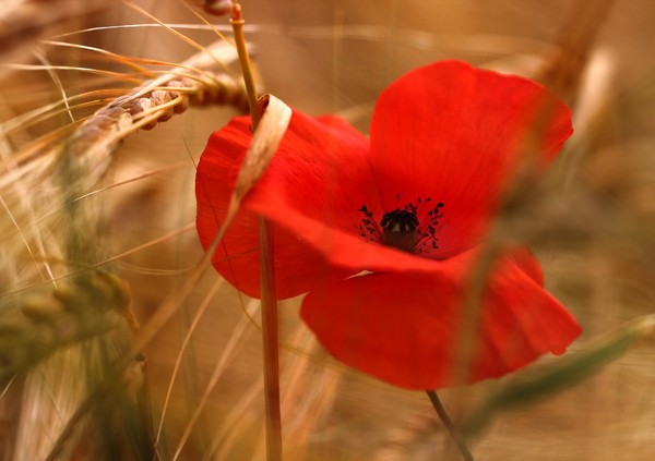 COQUELICOTS