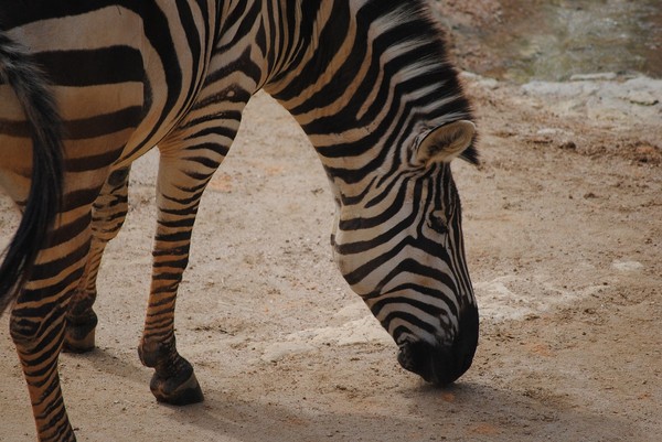 ZEBRE