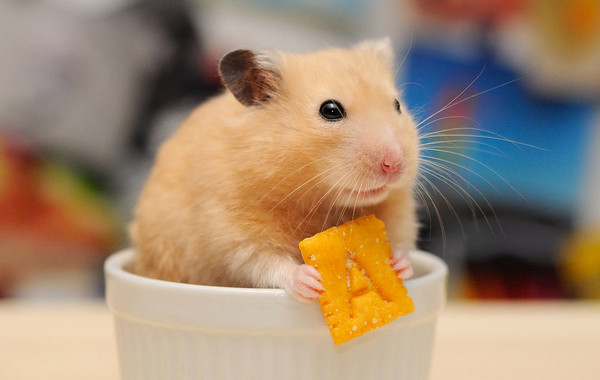 RAT SOURIS HAMSTER... 2