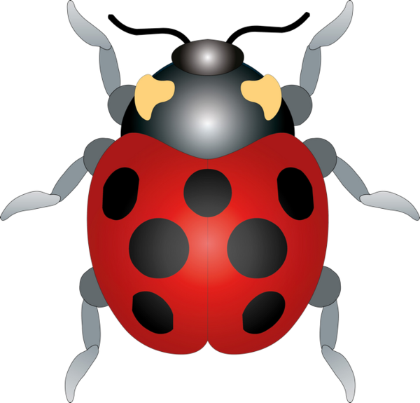 COCCINELLE 3
