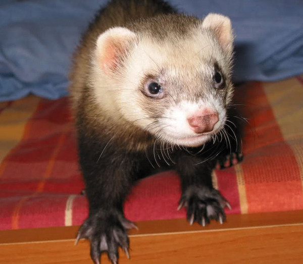 FURET