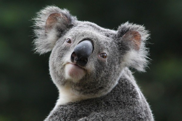 KOALA