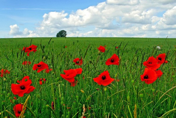 COQUELICOTS