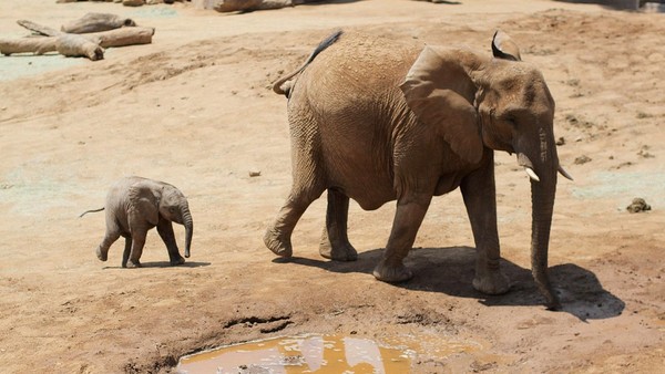 ELEPHANTS