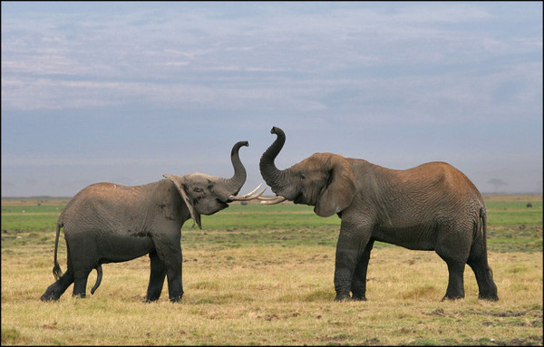 ELEPHANTS